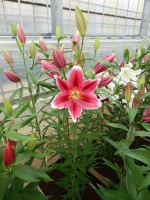 [4268 Metropolitan No01.JPG]